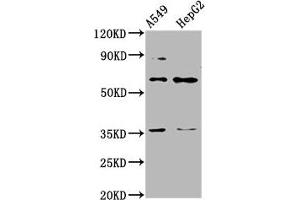 Western Blot Positive WB detected in: A549 whole cell lysate, HepG2 whole cell lysate All lanes: TBX4 antibody at 4.