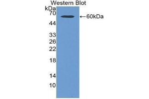 Western Blotting (WB) image for anti-Microtubule-Associated Protein 2 (MAP2) (AA 1457-1728) antibody (ABIN1859741)