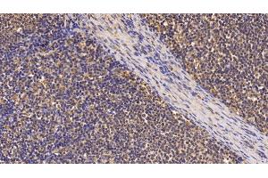Detection of Surv in Porcine Lymph node Tissue using Monoclonal Antibody to Survivin (Surv)