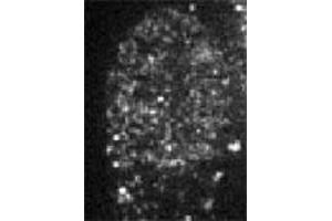 Immunofluorescent staining of CBX1 in baby hamster kidney cells with CBX1 polyclonal antibody . (CBX1 anticorps  (AA 176-185))