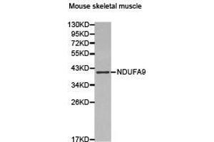 Western Blotting (WB) image for anti-NADH Dehydrogenase (Ubiquinone) 1 alpha Subcomplex, 9, 39kDa (NDUFA9) antibody (ABIN2650936) (NDUFA9 anticorps)