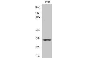 Western Blotting (WB) image for anti-Similar To Olfactory Receptor, Family 2, Subfamily T, Member 1 (OR2T1) (C-Term) antibody (ABIN3186070) (OR2T1 anticorps  (C-Term))