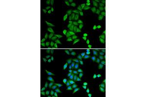 Immunofluorescence (IF) image for anti-Recombination Signal Binding Protein For Immunoglobulin kappa J Region (RBPJ) antibody (ABIN1876876) (RBPJ anticorps)
