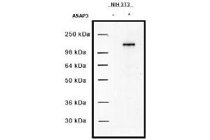 Image no. 1 for anti-ArfGAP with SH3 Domain, Ankyrin Repeat and PH Domain 3 (ASAP3) antibody (ABIN401043) (ASAP3 anticorps)
