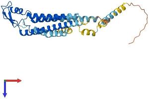 AlphaFold protein structure predicition of Mouse Recombinant Gjb1 Protein, UniprotID P28230