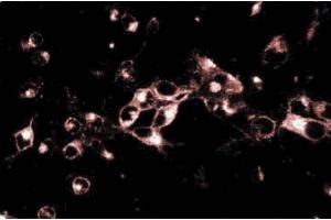 Immunoflourescence of rat neurons. (GS28 anticorps  (AA 3-108))