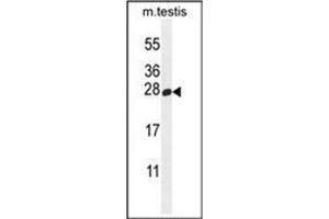 Western blot analysis of PLD6 Antibody (Center) in mouse testis tissue lysates (35ug/lane).