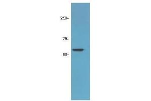 Western Blot of Rabbit Anti-HDAC-1 Antibody.