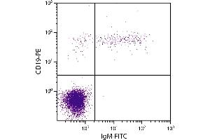 Human peripheral blood lymphocytes were stained with Mouse Anti-Human IgM-FITC. (Souris anti-Humain IgM Anticorps (FITC))