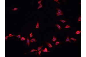 ABIN6276819 staining HepG2?