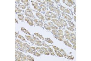 Immunohistochemistry of paraffin-embedded mouse stomach using MSMB antibody at dilution of 1:100 (x40 lens). (MSMB anticorps)