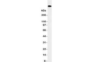 Western blot testing of DNA PKcs antibody and HeLa cell lysate. (PRKDC anticorps  (N-Term))