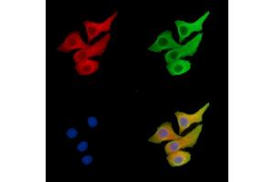 ABIN7095989 and ABIN7100051 staining Hela cells by IF/ICC.