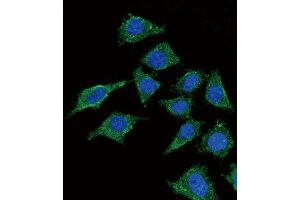 Immunofluorescence (IF) image for anti-Lecithin-Cholesterol Acyltransferase (LCAT) antibody (ABIN3004355)