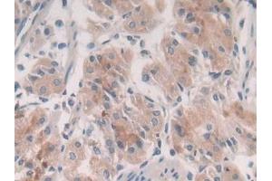 Detection of STX2 in Human Stomach Tissue using Polyclonal Antibody to Syntaxin 2 (STX2) (STX2 anticorps  (AA 8-262))