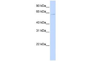 WB Suggested Anti-ZNF579 Antibody Titration:  0. (ZNF579 anticorps  (Middle Region))