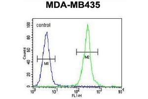 CLDN16 Antibody (N-term) flow cytometric analysis of MDA-MB435 cells (right histogram) compared to a negative control cell (left histogram). (Claudin 16 anticorps  (N-Term))