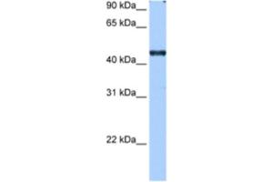 Western Blotting (WB) image for anti-RNA Binding Motif Protein 42 (RBM42) antibody (ABIN2462301) (RBM42 anticorps)