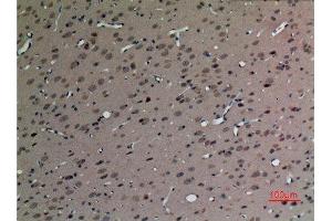 Immunohistochemistry (IHC) analysis of paraffin-embedded Rat Brain, antibody was diluted at 1:100.
