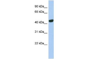 WB Suggested Anti-TGOLN2 Antibody Titration:  0. (TGOLN2 anticorps  (N-Term))