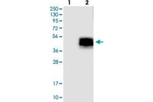 Western blot analysis of Lane 1: Negative control (vector only transfected HEK293T lysate), Lane 2: Over-expression Lysate (Co-expressed with a C-terminal myc-DDK tag (~3. (Asialoglycoprotein Receptor 1 anticorps)