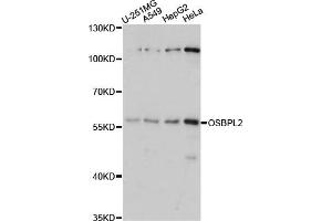 Western blot analysis of extracts of various cell lines, using OSBPL2 antibody. (OSBPL2 anticorps)