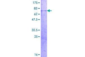Image no. 1 for RNA Binding Motif, Single Stranded Interacting Protein 2 (RBMS2) (AA 1-407) protein (GST tag) (ABIN1317637)