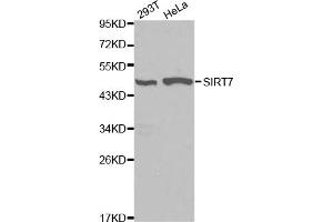 Western blot analysis of extracts of various cell lines, using SIRT7 antibody. (SIRT7 anticorps)
