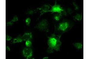 Anti-BRAF mouse monoclonal antibody (ABIN2452447) immunofluorescent staining of COS7 cells transiently transfected by pCMV6-ENTRY BRAF (RC211013). (BRAF anticorps)