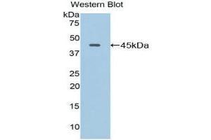 Western Blotting (WB) image for anti-Lysosomal-Associated Membrane Protein 2 (LAMP2) (AA 295-410) antibody (ABIN1859611) (LAMP2 anticorps  (AA 295-410))
