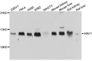 Western blot analysis of extracts of various cell lines, using HINT1 antibody. (HINT1 anticorps)