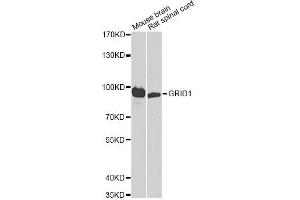 Western blot analysis of extracts of various cell lines, using GRID1 antibody. (GRID1 anticorps)