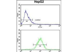 Flow cytometry analysis of HepG2 cells (bottom histogram) compared to a negative control cell (top histogram). (SPCS3 anticorps  (C-Term))