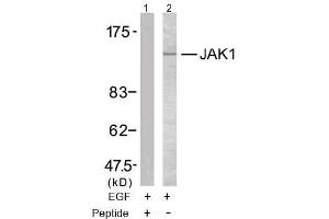 Image no. 2 for anti-Janus Kinase 1 (JAK1) (Tyr1022) antibody (ABIN197300) (JAK1 anticorps  (Tyr1022))