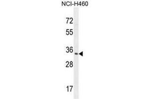 RNT2 Antibody (N-term) western blot analysis in NCI-H460 cell line lysates (35µg/lane).
