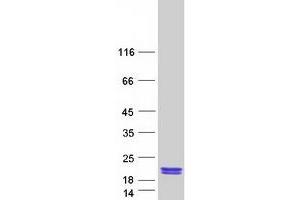 Validation with Western Blot