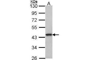 WB Image Sample (30 ug of whole cell lysate) A: A549 10% SDS PAGE antibody diluted at 1:1000 (GPR20 anticorps  (C-Term))