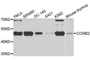 Western blot analysis of extracts of various cell lines, using CCNB2 antibody. (Cyclin B2 anticorps  (AA 1-100))