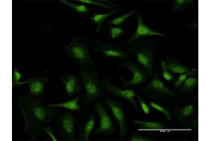 Immunofluorescence of purified MaxPab antibody to C5orf51 on HeLa cell. (C5orf51 anticorps  (AA 1-294))