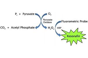 Pyruvate Assay Principle (Pyruvate Assay Kit)