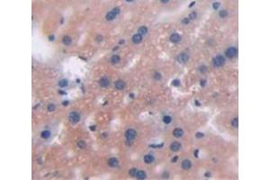 IHC-P analysis of Mouse Tissue, with DAB staining. (CRP anticorps  (AA 20-225))