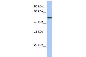Western Blotting (WB) image for anti-Glutathione Reductase (GSR) antibody (ABIN2459735) (Glutathione Reductase anticorps)