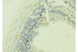 ABIN6279350 at 1/100 staining Mouse colon tissue by IHC-P. (DHRS9 anticorps  (Internal Region))