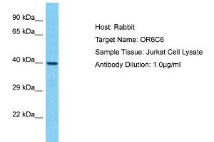 Host: Rabbit Target Name: OR6C6 Sample Type: Jurkat Whole Cell lysates Antibody Dilution: 1. (OR6C6 anticorps  (C-Term))