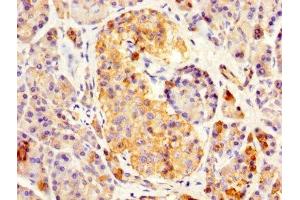 IHC image of ABIN7167554 diluted at 1:500 and staining in paraffin-embedded human pancreatic tissue performed on a Leica BondTM system. (REG3A anticorps  (AA 27-175))