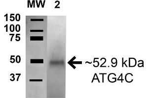Western blot analysis of Human HEK293T cell lysates showing detection of 53 kDa ATG4C protein using Rabbit Anti-ATG4C Polyclonal Antibody .