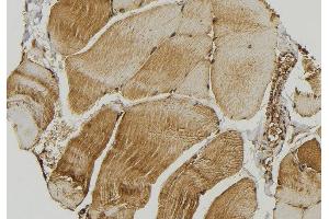 ABIN6272863 at 1/100 staining Mouse muscle tissue by IHC-P. (SMCR7L anticorps  (Internal Region))