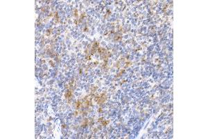 Immunohistochemistry of paraffin-embedded mouse spleen using MDH2 Rabbit mAb (ABIN7268381) at dilution of 1:25 (40x lens). (MDH2 anticorps)