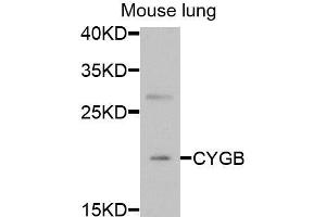 Western blot analysis of extracts of mouse lung, using CYGB antibody (ABIN5973882) at 1/1000 dilution. (CYGB anticorps)
