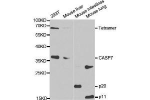 Western blot analysis of extracts of various cell lines, using CASP7 antibody. (Caspase 7 anticorps  (AA 24-303))